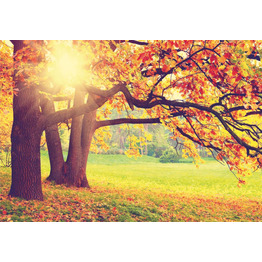 Осень /8л/ 280*200 Фотообои Симфония